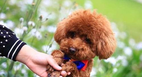 爆料泰迪是谁说的话视频,网络爆料视频背后的惊人真相 第1张 爆料泰迪是谁说的话视频,网络爆料视频背后的惊人真相 第1张